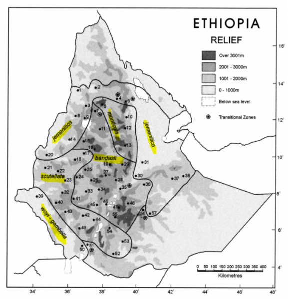 File:AmssaluMelliferaSubspecies Ethiopia2004 ET.PNG