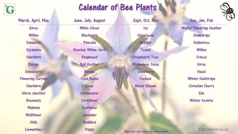 File:Bee-Calendar-of-Plants.jpg