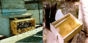 PollentrapsHOLETABEEKEEPINGMANUAL.JPG