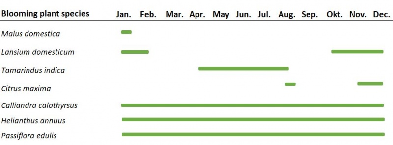 File:FloweringCalendarJava.JPG