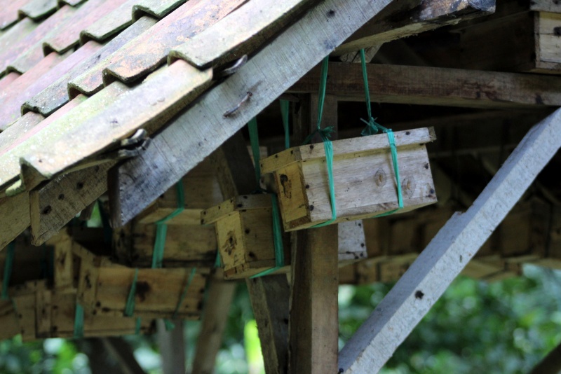 File:Stinglessbeehives IN.jpeg