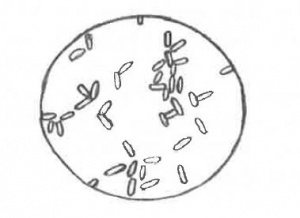 NosemaSporesHOLETABEEKEEPINGMANUAL.JPG
