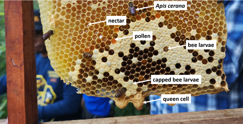 File:AceranaQueenright.png
