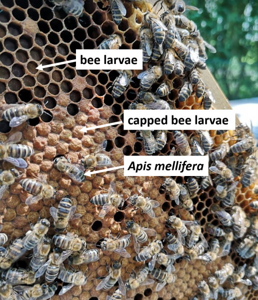 File:AMelliferaQueenright.png